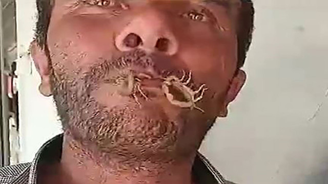 Görüntüler kan dondurdu! Akrepleri ağzına aldı, kendini sokturdu - Resim: 0