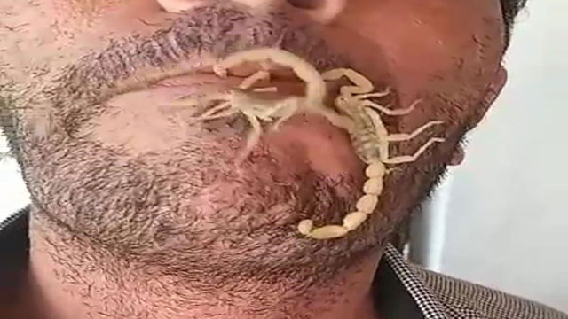 Görüntüler kan dondurdu! Akrepleri ağzına aldı, kendini sokturdu - Resim: 1