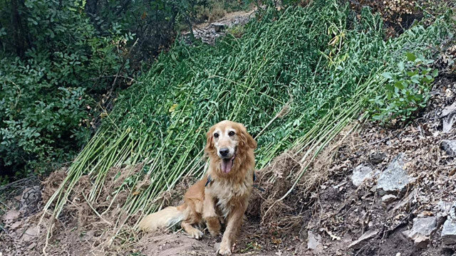 Aydın'da uyuşturucu taciri baba ve oğul yakalandı! Arazilerine 1 ton kenevir yetiştirdiler - Resim: 2