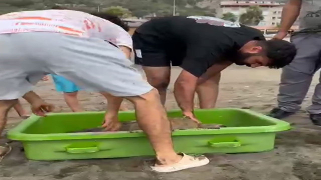 Hatay'da yaralı halde kumsala vuran caretta carettayı cankurtaran ekipleri kurtardı! - Resim: 1