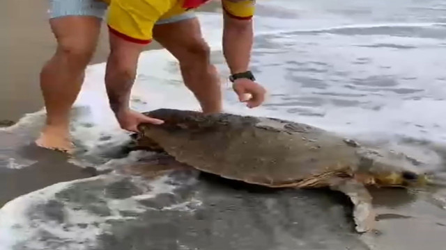 Hatay'da yaralı halde kumsala vuran caretta carettayı cankurtaran ekipleri kurtardı! - Resim: 0