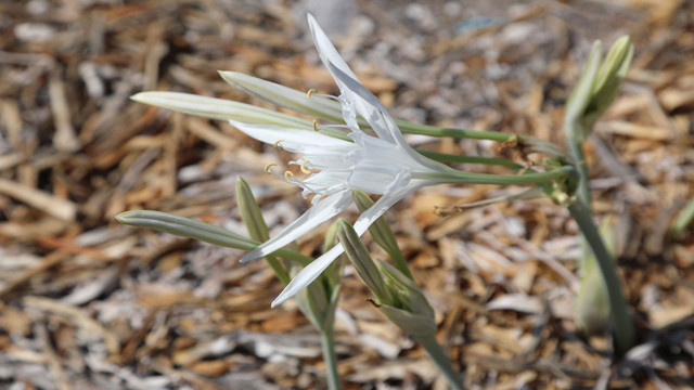 Bu çiçeği koparmanın cezası dudakları uçuklattı! 244 bin 315 liradan başlıyor - Resim: 0