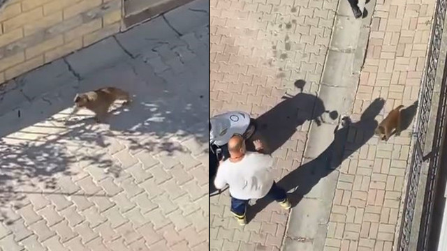 İstanbul'da başıboş maymun dehşeti: 3 kişiye saldırdı - Resim: 0