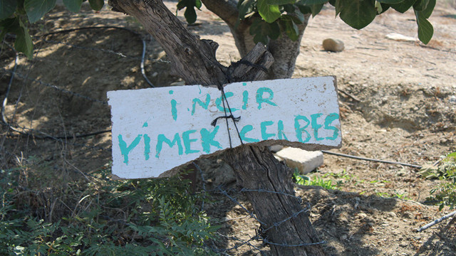 Aydın'da çiftçinin bahçesine astığı şiveli not görenlerin yüzünü güldürdü! - Resim: 1