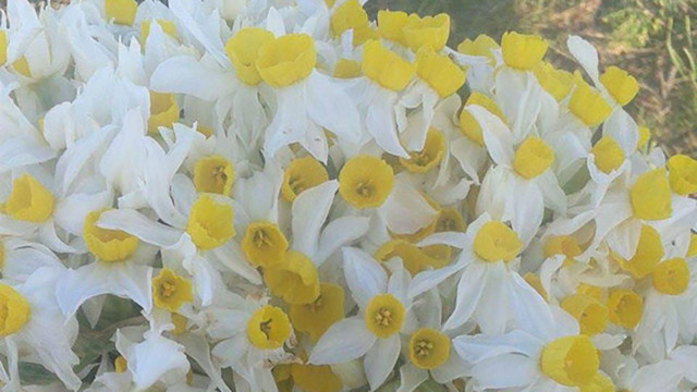 Alzheimer hastalığının sevilen doğal çözümü oldu! Nergis Çiçeği Alzheimer'a meydan okuyor - Resim: 2