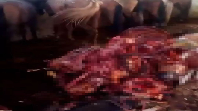 Adana'da eşek eti operasyonu! 12 eşek ele geçirildi - Resim: 0