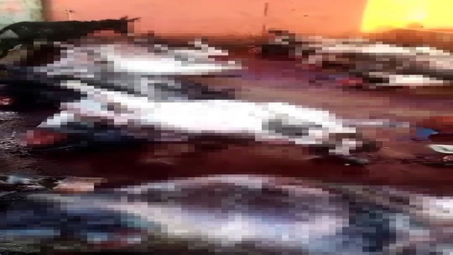 Adana'da eşek eti operasyonu! 12 eşek ele geçirildi - Resim: 1