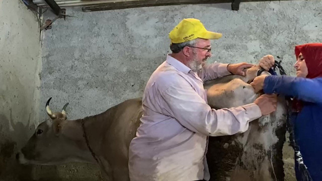 İneklerine kıyamayan sahipleri yaptıkları ile herkesi şaşırttı! Kopan kuyruğun yerine... - Resim: 0