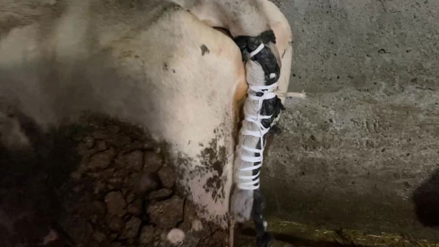 İneklerine kıyamayan sahipleri yaptıkları ile herkesi şaşırttı! Kopan kuyruğun yerine... - Resim: 1