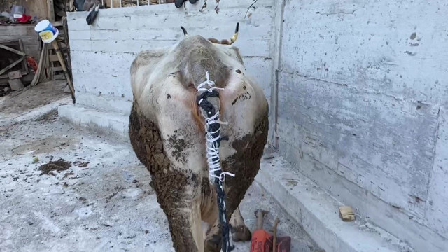 İneklerine kıyamayan sahipleri yaptıkları ile herkesi şaşırttı! Kopan kuyruğun yerine... - Resim: 2