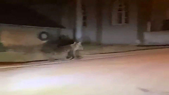 Bolu'da aç kalan ayı köylülere korku dolu anlar yaşattı! - Resim: 0