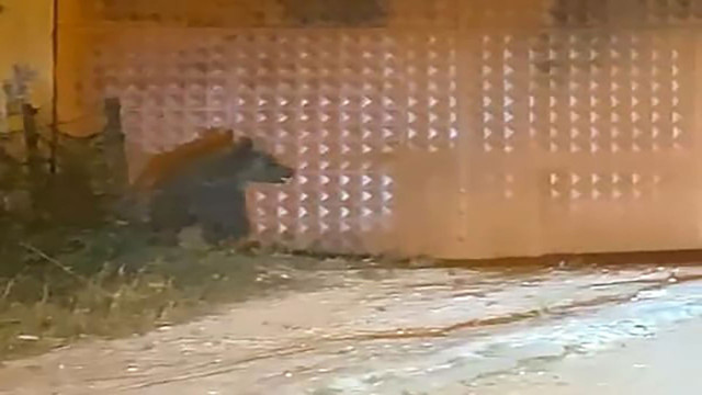 Bolu'da aç kalan ayı köylülere korku dolu anlar yaşattı! - Resim: 1