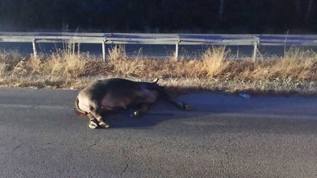 Çorum'da feci kaza! Kontrolden çıkıp büyükbaş hayvanlara çarptı: 2 yaralı - Resim: 0