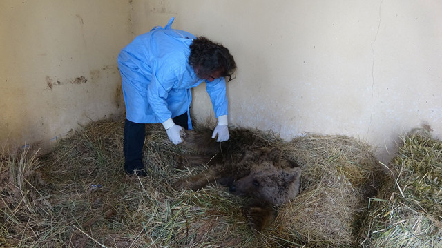 Yolda silahla boynundan vurulan ayı felç oldu! - Resim: 1