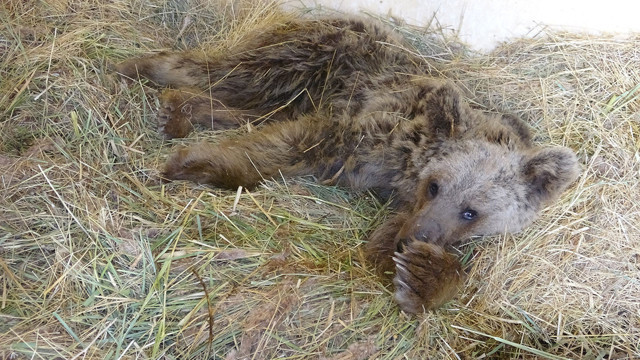 Yolda silahla boynundan vurulan ayı felç oldu! - Resim: 0
