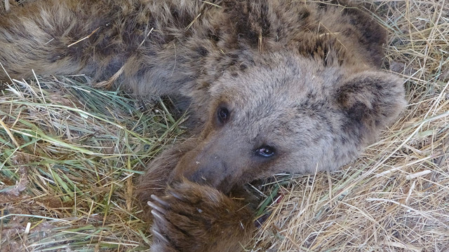 Yolda silahla boynundan vurulan ayı felç oldu! - Resim: 3