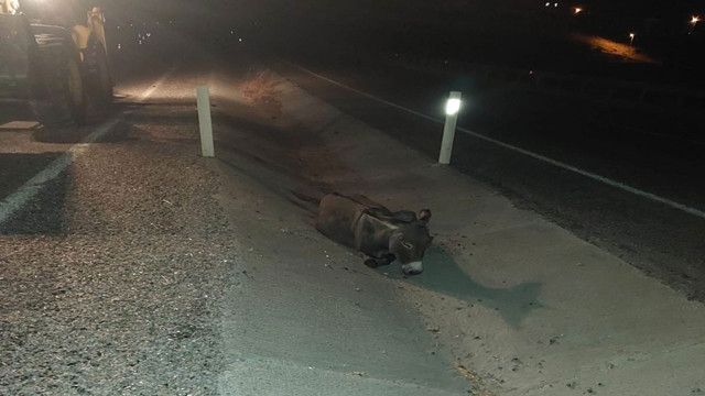 Trafiğe çıkan eşek faciaya yol açtı! Otomobil eşeğe çarptı - Resim: 1