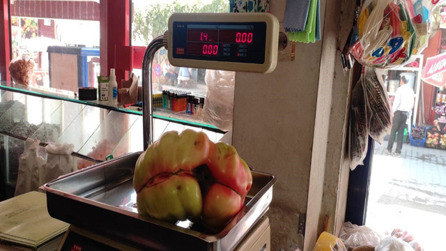 Bu domatesleri görenler gözlerine inanamıyor! Sadece Sason'da yetişiyor - Resim: 0