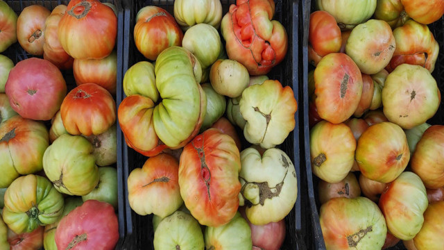 Bu domatesleri görenler gözlerine inanamıyor! Sadece Sason'da yetişiyor - Resim: 2