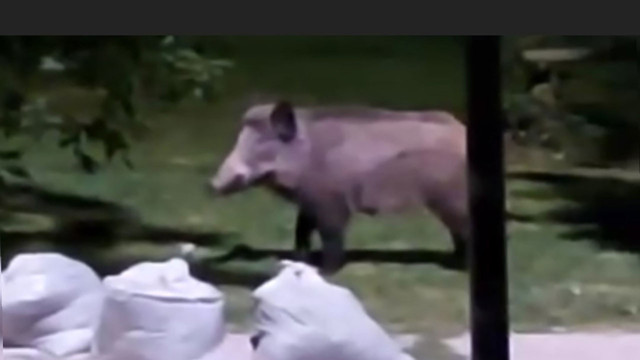 Aç kalan domuzlar İstanbul'un göbeğine indi! O anlar kameralara yansıdı - Resim: 0