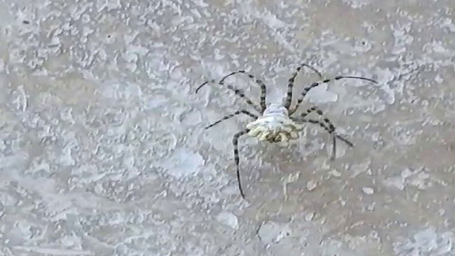 Dünyanın en zehirli örümceği bu defa Tokat'ta görüldü! - Resim: 0