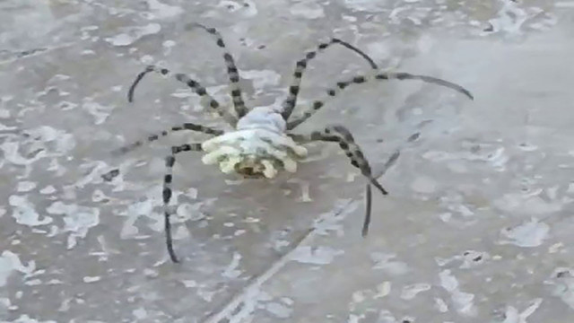 Dünyanın en zehirli örümceği bu defa Tokat'ta görüldü! - Resim: 1