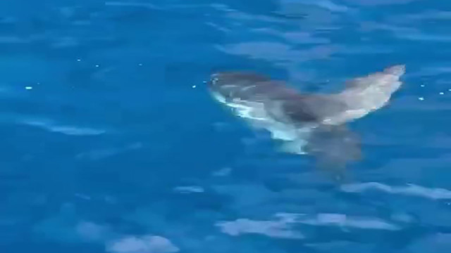 Koruma altındaki ay balığı Antalya'da görenleri büyüledi! Tekne turu yapan vatandaşlara şov yaptı - Resim: 0