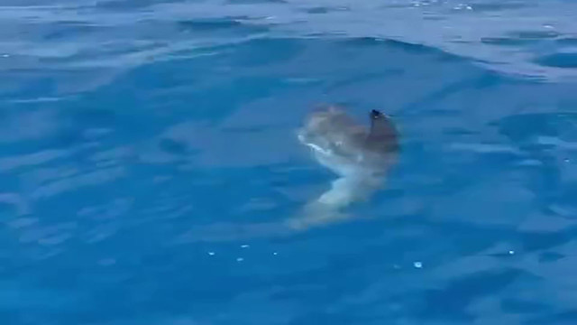 Koruma altındaki ay balığı Antalya'da görenleri büyüledi! Tekne turu yapan vatandaşlara şov yaptı - Resim: 2