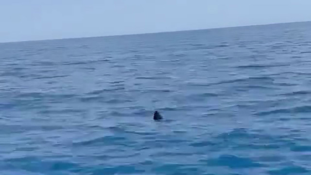 Koruma altındaki ay balığı Antalya'da görenleri büyüledi! Tekne turu yapan vatandaşlara şov yaptı - Resim: 4