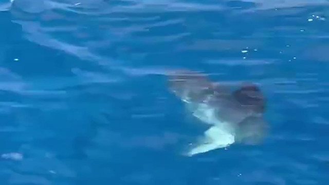 Koruma altındaki ay balığı Antalya'da görenleri büyüledi! Tekne turu yapan vatandaşlara şov yaptı - Resim: 3