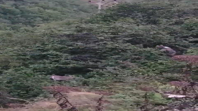 Rize'de bahçeye giren ayılar fındık keyfi yaptı! Bahçe sahibi kameraya çekerken ayılara seslendi - Resim: 0