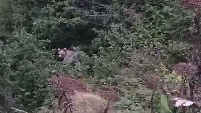 Rize'de bahçeye giren ayılar fındık keyfi yaptı! Bahçe sahibi kameraya çekerken ayılara seslendi - Resim: 1