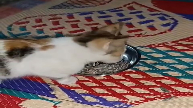 Bu görüntüler görenleri güldürdü! Kedi tabağa uzanıp çekirdek çitledi - Resim: 0