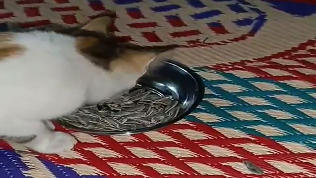 Bu görüntüler görenleri güldürdü! Kedi tabağa uzanıp çekirdek çitledi - Resim: 1