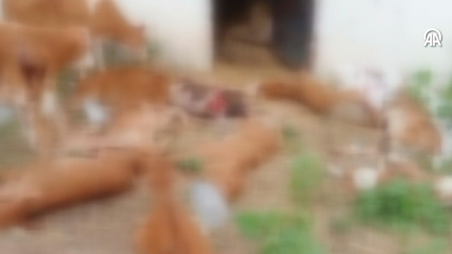 Samsun'da ahırda 11 buzağı boğularak telef edilmiş halde bulundu - Resim: 0