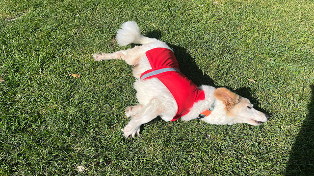 Felç kalan köpeğini emanet bildi, inançsızken Müslüman oldu! - Resim: 3