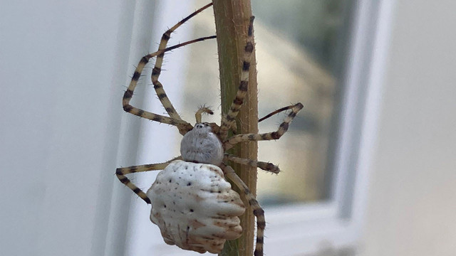 Son olarak Tokat'ta görülmüştü! O örümcekle ilgili zmanlardan vatandaşları rahatlatan açıklama - Resim: 2