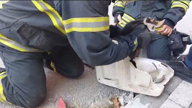 Lavaboya sıkışan yaramaz kediyi itfaiye ekipleri kurtardı! - Resim: 0