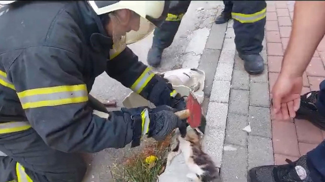 Lavaboya sıkışan yaramaz kediyi itfaiye ekipleri kurtardı! - Resim: 1