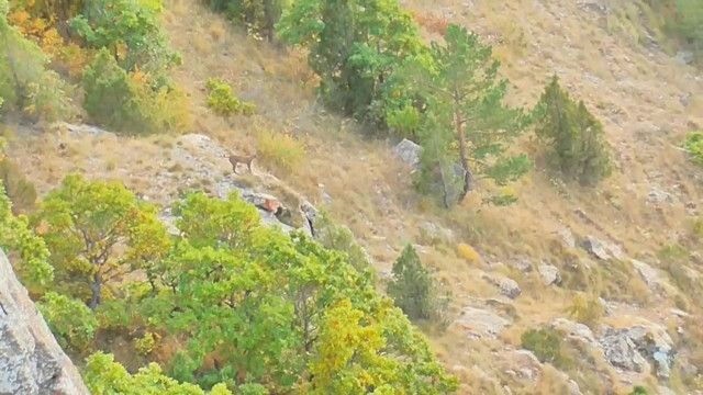 Yavrularını korumak isteyen anne vaşak kangal köpeğine kafa tuttu! O anlar kameraya yansıdı - Resim: 0