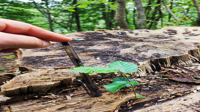 Görenleri şaşkına çevirdi! 100 yıllık kesilen ağaç yeniden yeşerdi - Resim: 1