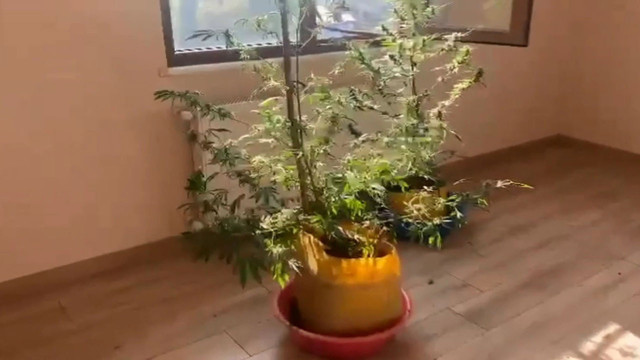 Trabzon'da zehir tacirlerinin evinin her odasından saksılarda kenevir çıktı - Resim: 1