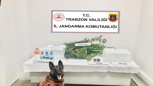 Trabzon'da zehir tacirlerinin evinin her odasından saksılarda kenevir çıktı - Resim: 0