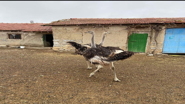 Yakalayamadığı deve kuşuna sinirlenip vurdurdu! - Resim: 2