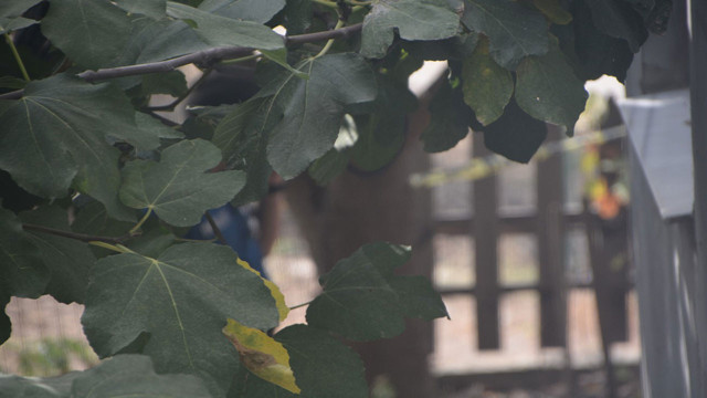 Evinin bahçesinde kendini asan adam son anda kurtarıldı! - Resim: 0