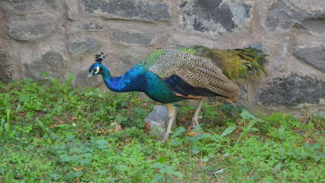 Tokat'ta tavus kuşu CİMER'e şikayet edildi - Resim: 0