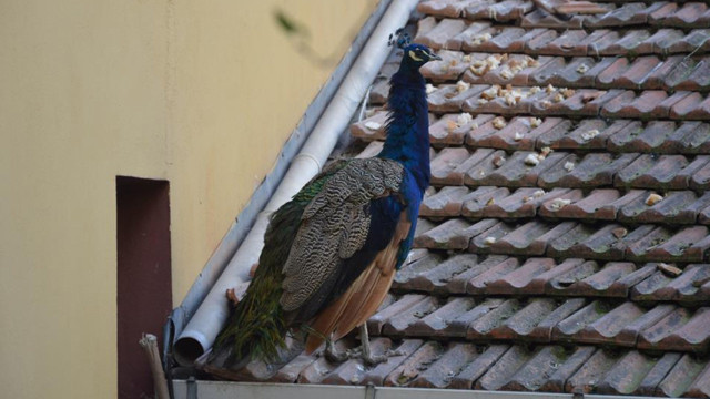 Tokat'ta tavus kuşu CİMER'e şikayet edildi - Resim: 2