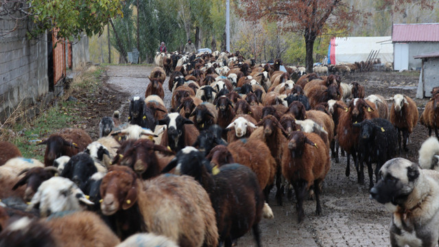 Erzincan'da çiftçi kadın devlet desteğiyle hayvan sayısını iki katına çıkardı - Resim: 0