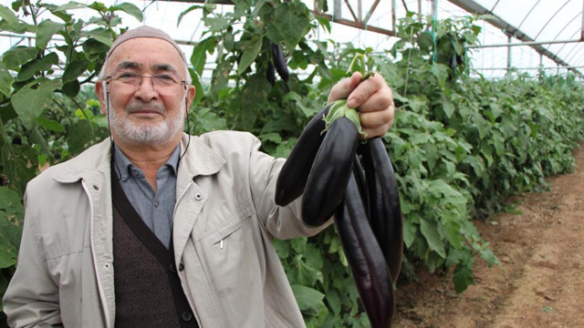 Yazın kilosu 5 lira olan patlıcanları sökmedi, şimdi 17 liradan satıyor - Resim: 0