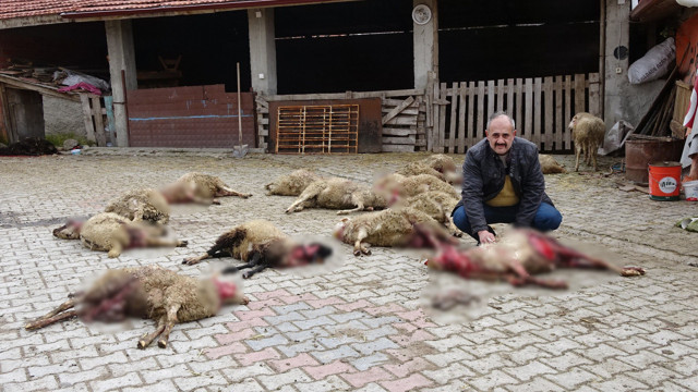 Kütahya'da ahıra giren sokak köpekleri 22 koyunu telef etti - Resim: 0